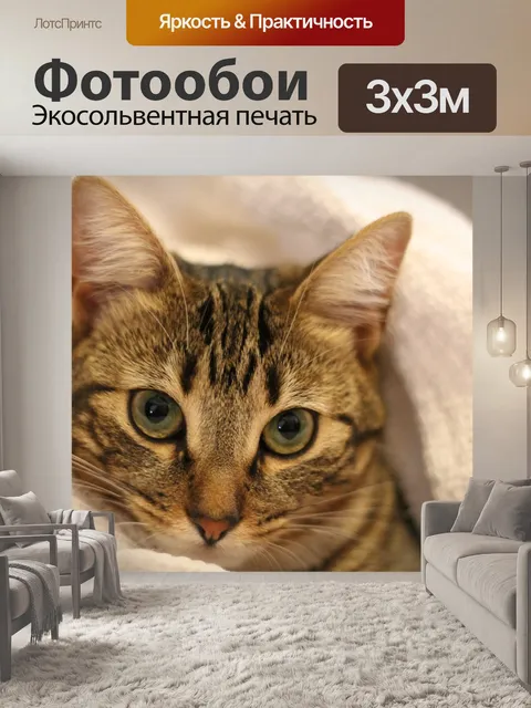 Фотообои Кошка