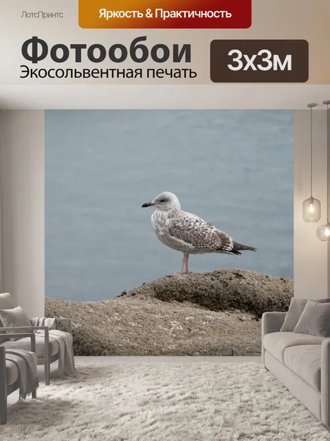 Фотообои Молодая чайка