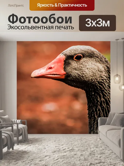 Фотообои Гусь