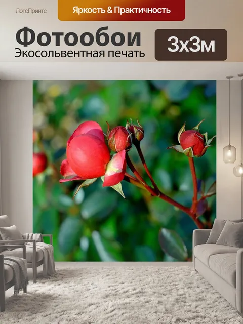 Фотообои Роза