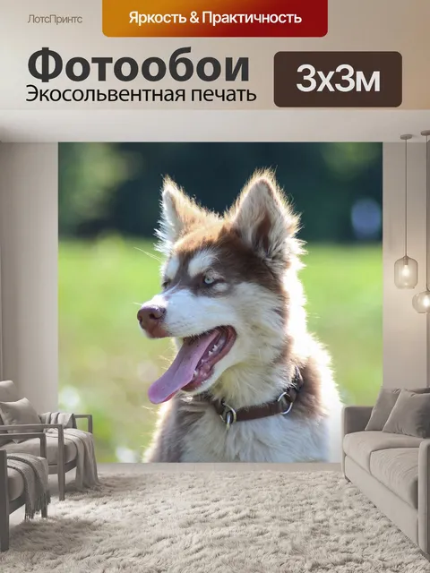 Фотообои Хаски