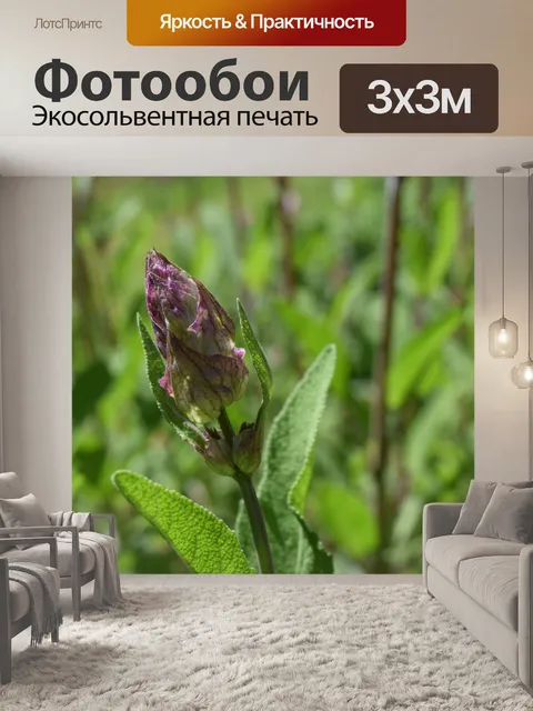 Фотообои Мудрец