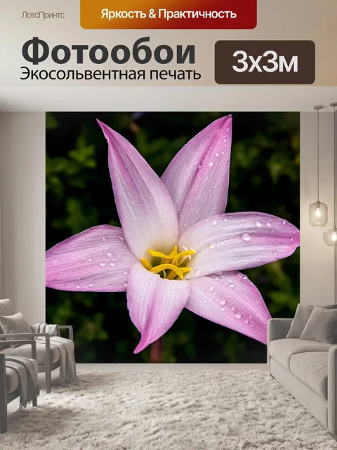 Фотообои Дождевая лилия зефирантес крупноцветковая