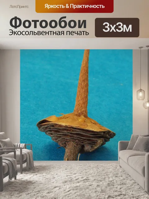 Фотообои Кедровая основа