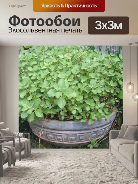 Фотообои сад горшок, наполненный зеленью