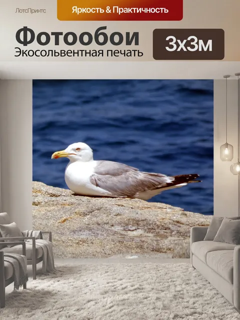 Фотообои Чайка сидит