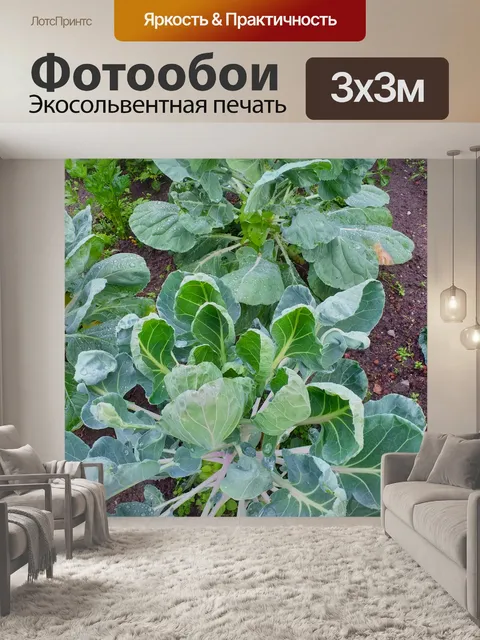 Фотообои Огород с брюссельской капустой