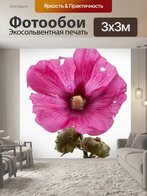 Фотообои Умирающий цветок на белом