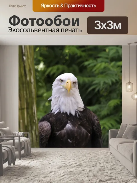 Фотообои Американский белоголовый орлан