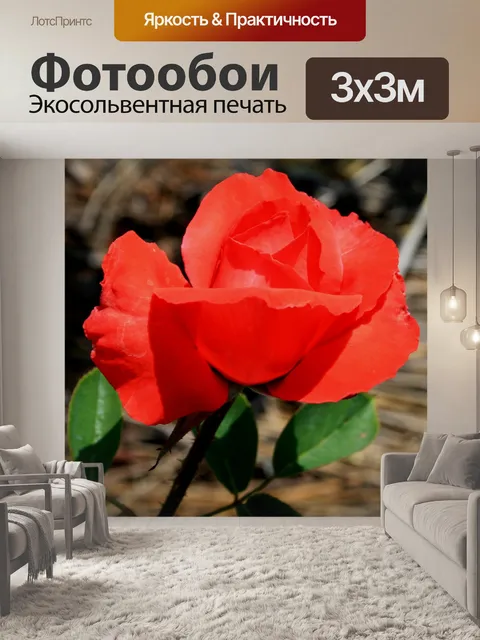 Фотообои Оранжево-красная роза