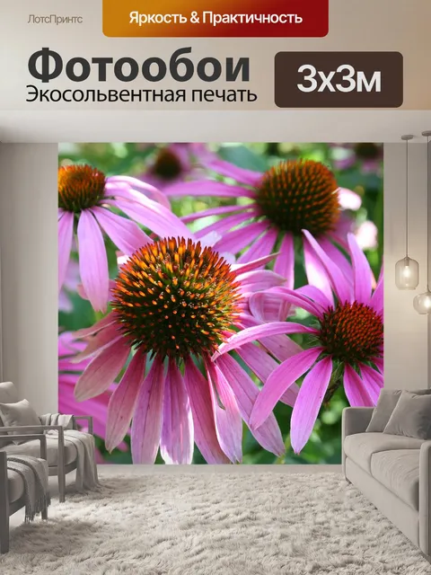 Фотообои Эхинацеи