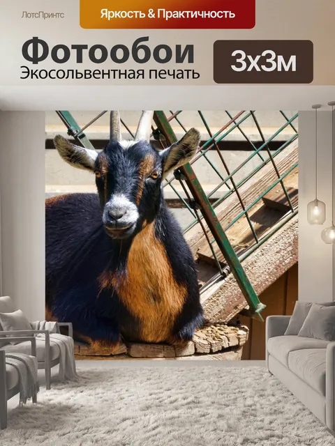 Фотообои Черная и коричневая коза