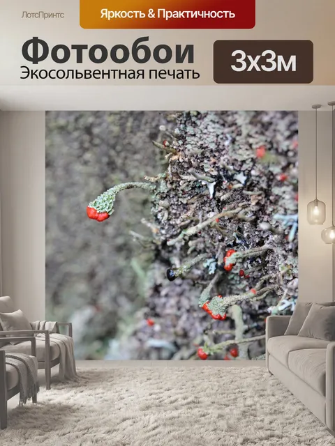 Фотообои Мосс