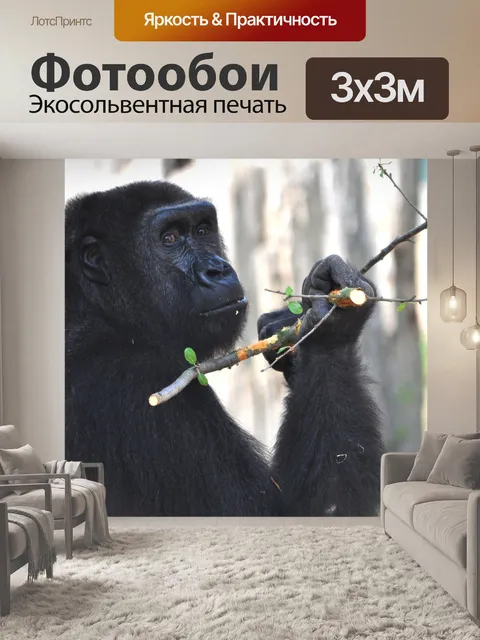 Фотообои Горилла