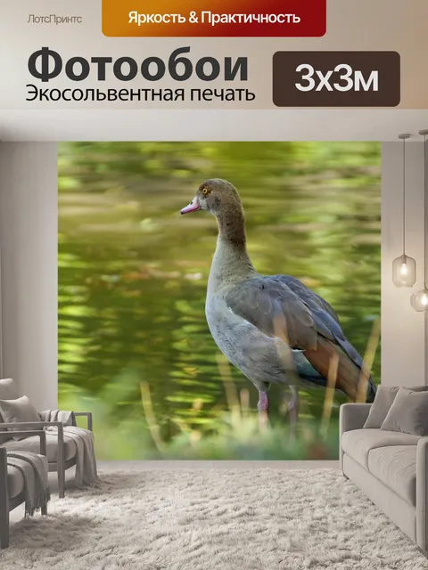 Фотообои Египетский гусь водяная