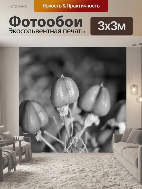 Фотообои громоздкие семена в б & W