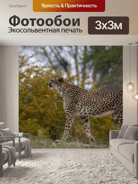 Фотообои пума