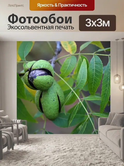 Фотообои вид спелых орехов пекан внутри шелухи