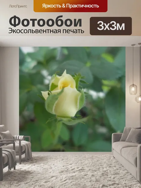 Фотообои Rose
