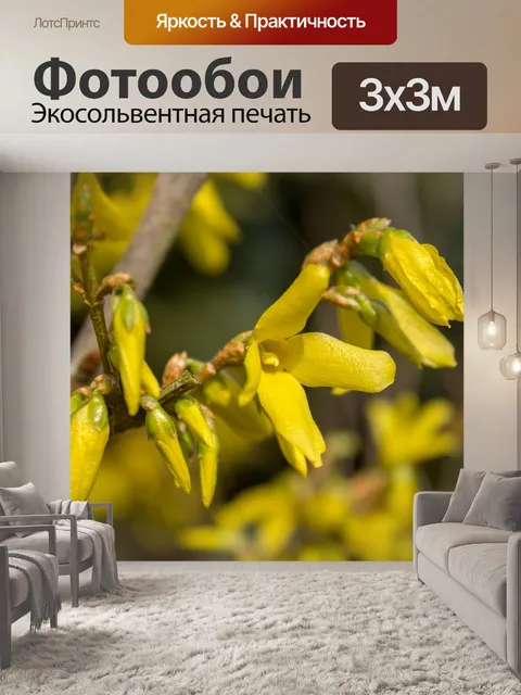 Фотообои Форсайтия