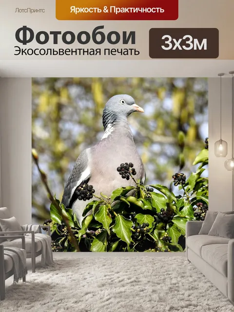 Фотообои Лесной голубь