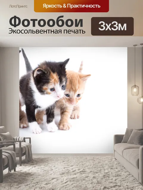 Фотообои Кот