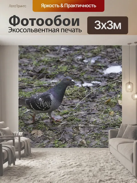 Фотообои Голубь
