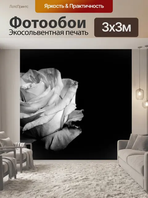 Фотообои черно-белое фото, роза, бутон