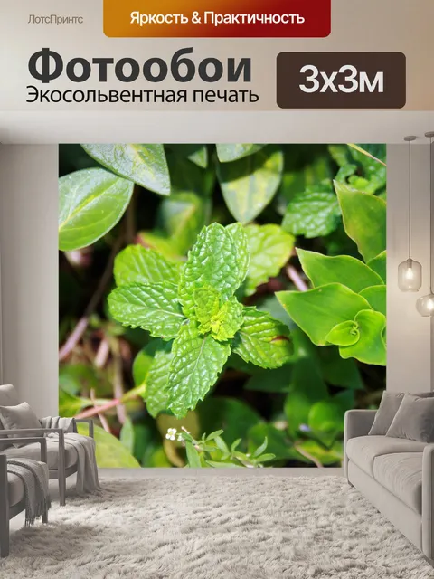 Фотообои зеленые листья мяты