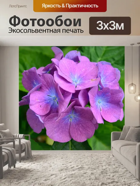 Фотообои Гортензии