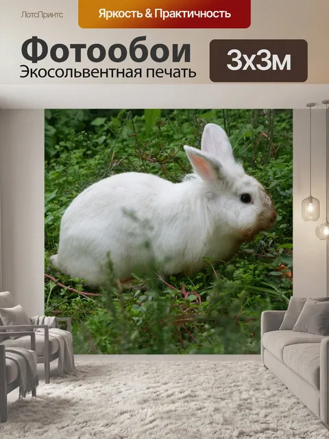 Фотообои Кролик