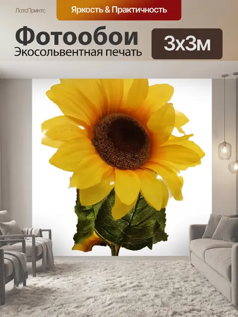 Фотообои Подсолнечник на белом фоне