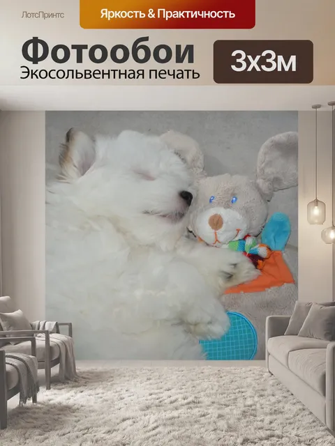 Фотообои Котон де Тулер