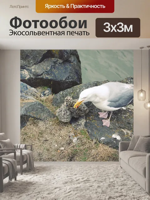 Фотообои Чайка Цыплята Кормление