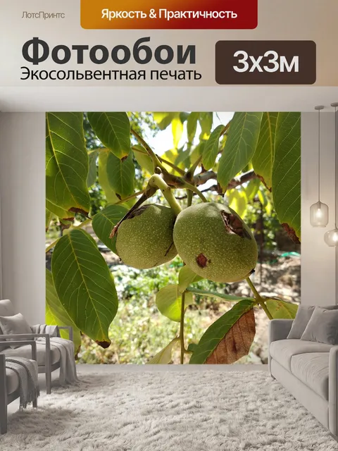 Фотообои Грецкий орех