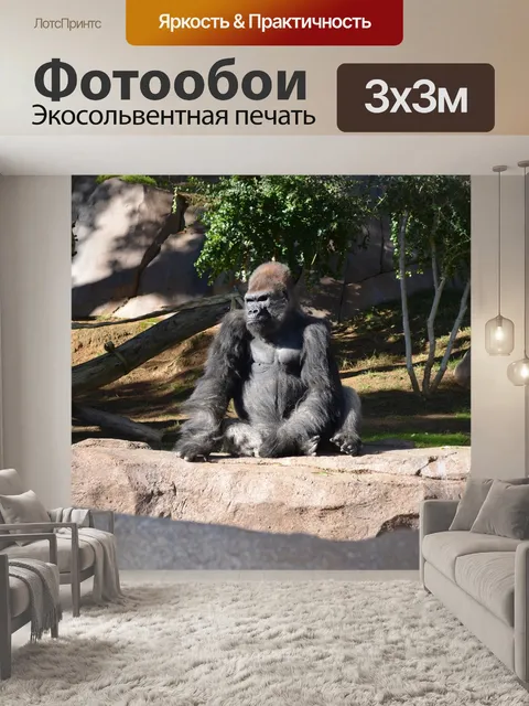 Фотообои Горилла
