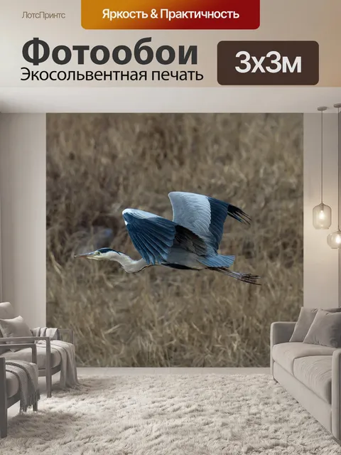 Фотообои Серая цапля
