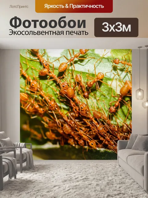 Фотообои Красные муравьи