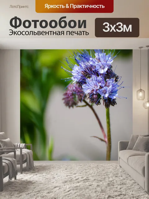 Фотообои Цветок, синий цветок, фацелия