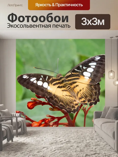 Фотообои бабочка