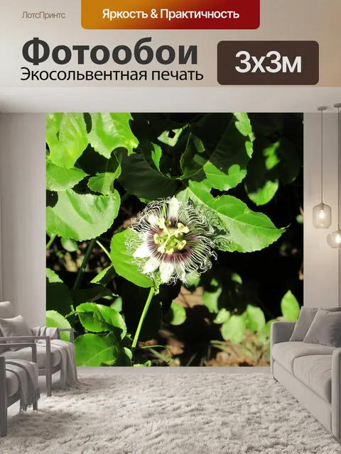 Фотообои Цветок