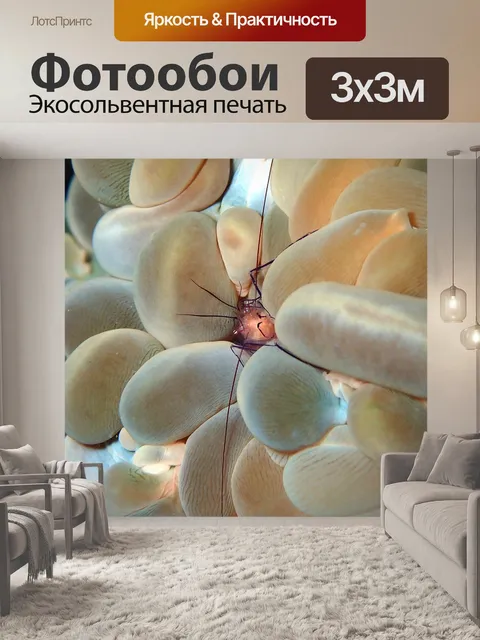 Фотообои Креветка