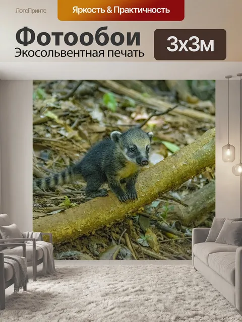 Фотообои Коати