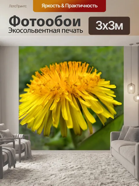 Фотообои Желтый цветок одуванчика
