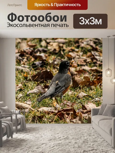 Фотообои Американский малиновка