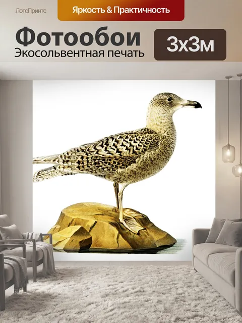 Фотообои Сизая чайка