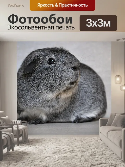 Фотообои Морская свинка