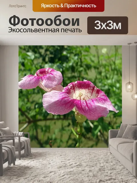 Фотообои Зимбабвийская лиана