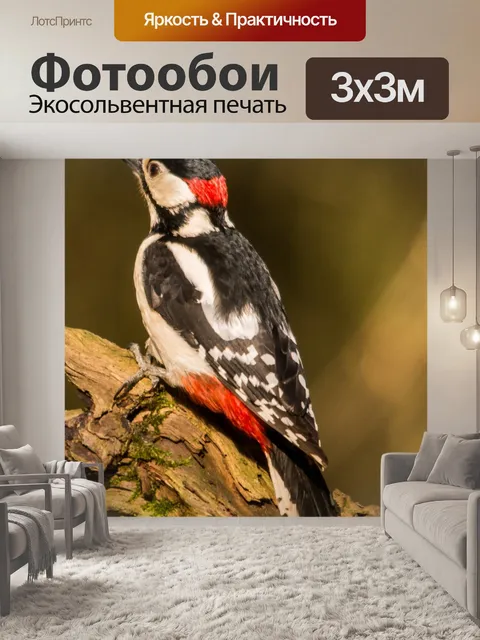 Фотообои Большой пёстрый дятел