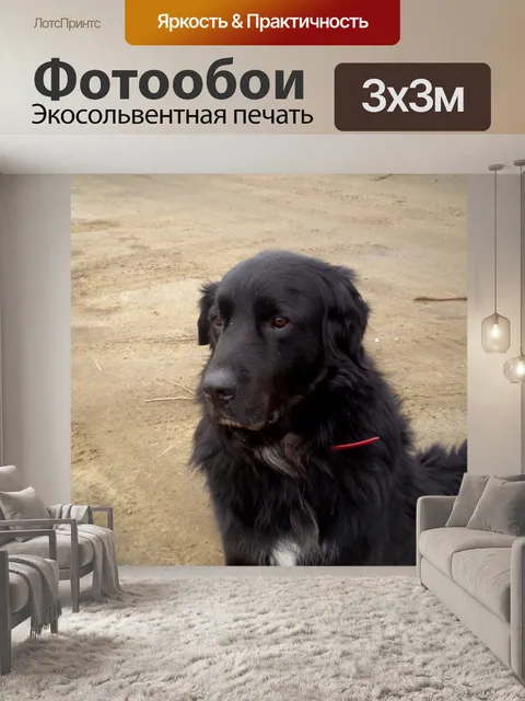 Фотообои Черный пес